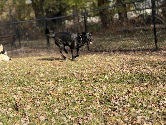 This is the fenced area. Fiona warmed up quickly to her pack.