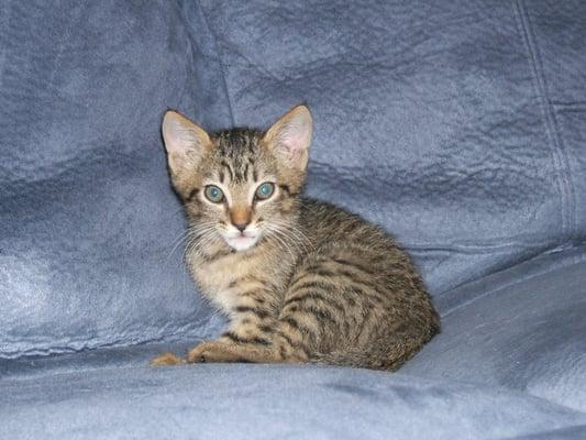 Fur Out! Pet Sitting Service