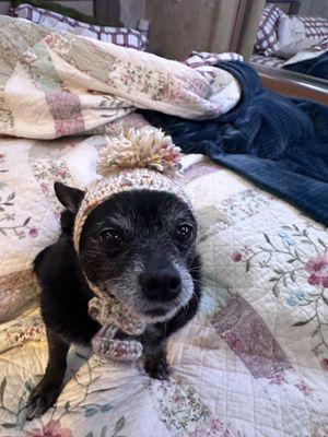 Northside Veterinary Hospital