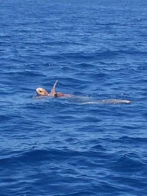 3 Sea turtles in the wild a perk find during our fishing trip