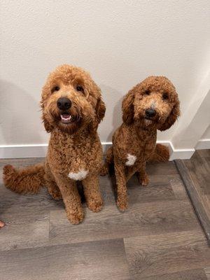 Easy Maintenance Dog Grooming