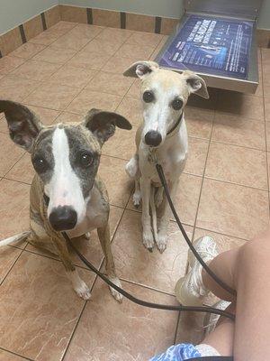 Spanish Fort Animal Clinic