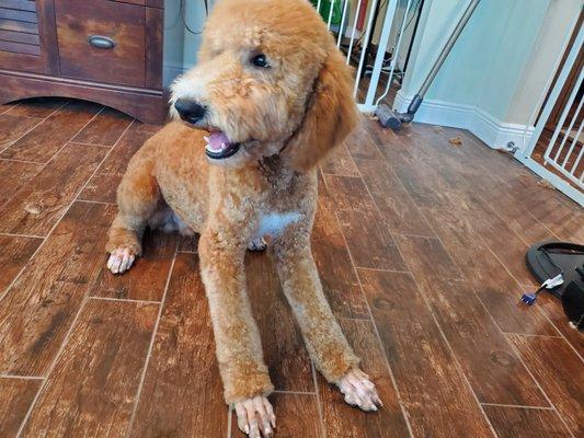 Pretty Paws Grooming