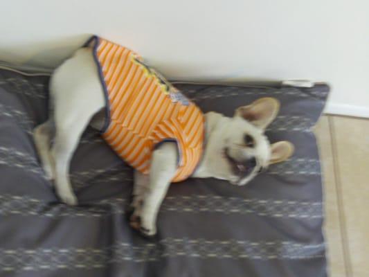 Best Pal Pet Service