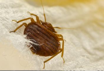 Pestcopro Termite & Pest Control