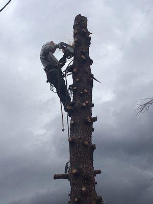 1 of a kind tree service