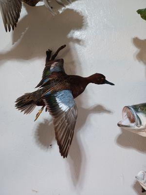 Aquatic Originals Taxidermy Studio