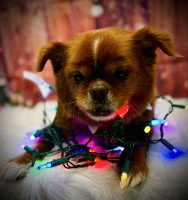 Nauti Dogs Professional Grooming