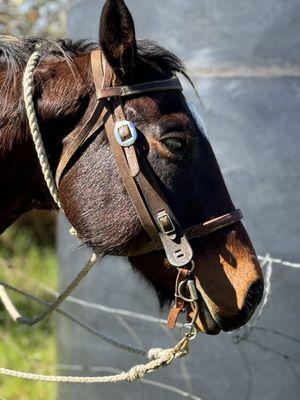 Thompson Ranch and Riding Stables