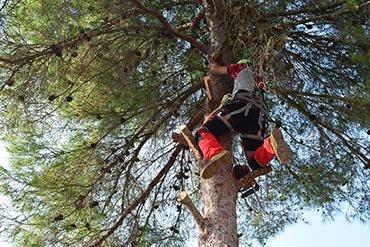 Big R Tree Service