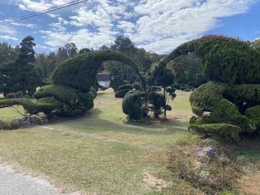 Pearl Fryar's Topiary Garden
