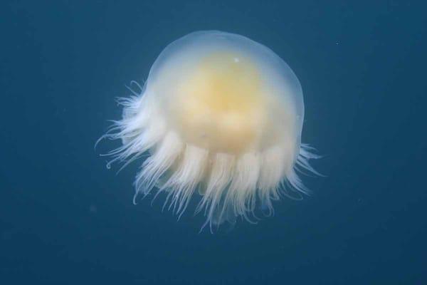 Carmel Bay State Marine Conservation Area