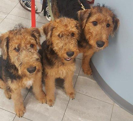 Deer Isle Veterinary Clinic