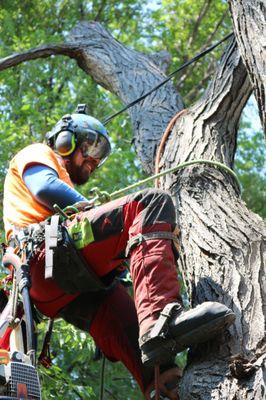 Splintered Forest Tree Services