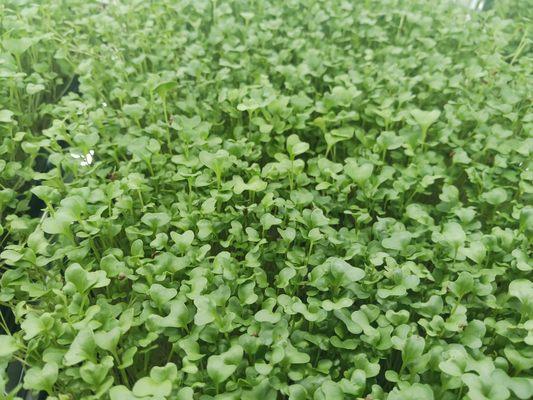 YUM Your Urban Microgreens