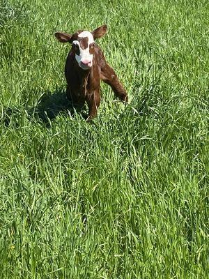 Gonsoulin Land and Cattle