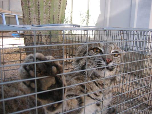 Critter Getter Pest Control