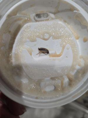 Dead roach in my coffee! Do NOT get food/drinks from this location!