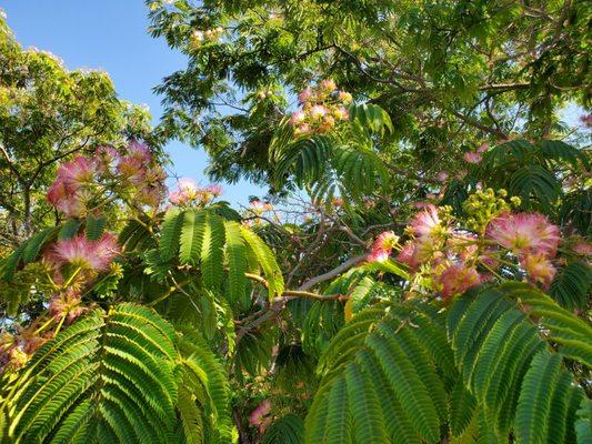 Plants/flowers along the trail