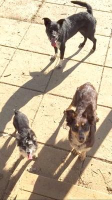 Spring Fawn Dog Sitting