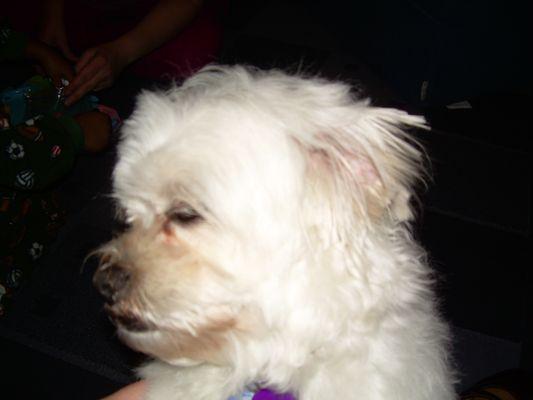 Bow Tie Mobile Grooming