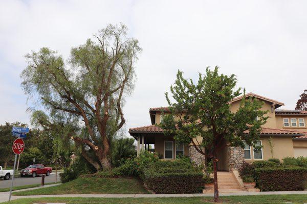 Paradise Landscaping & Tree Experts