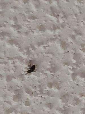 Americas Best Value Inn