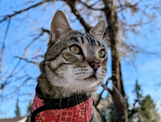 Animal Assisted Therapy Program of Colorado