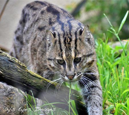 Beautiful Fish Cat (I think) Help me out if you know what type he is.
