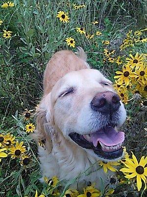 Lamplight Pet Services