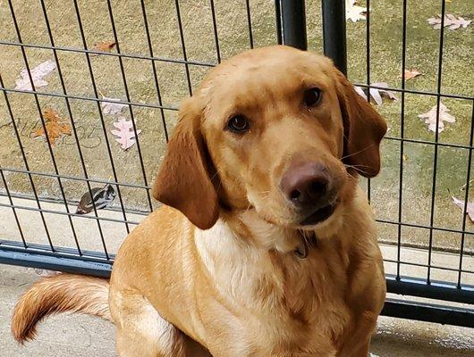 Happy Wags Pet Sitting