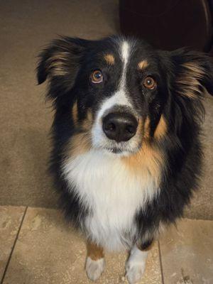 East Lancaster Animal Hospital