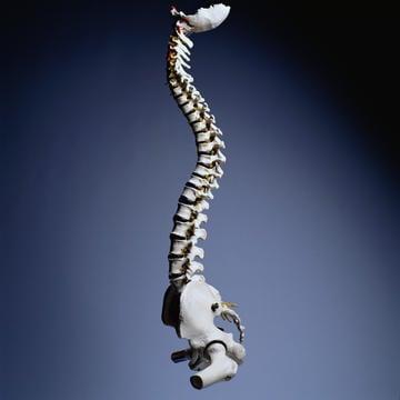 Dynamic Chiropractic
