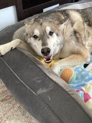 Northwest Mobile Vet