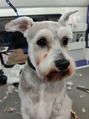 Aussie Pet Mobile of Chicago Western Suburbs