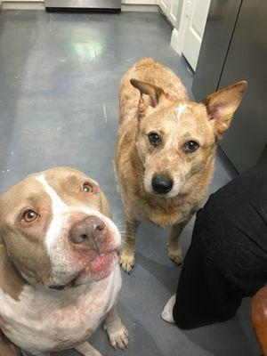 Dickinson Animal Hospital & Pet Wellness Center