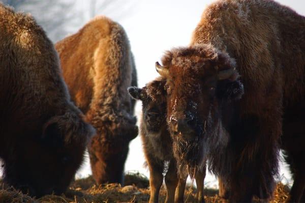 Lakeview Buffalo Farm