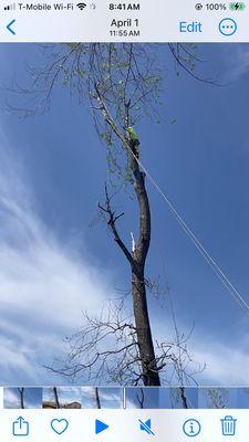 Estrada Tree Service