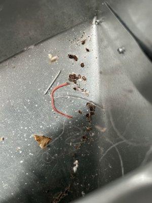 Bits of shmutz; looks like dust