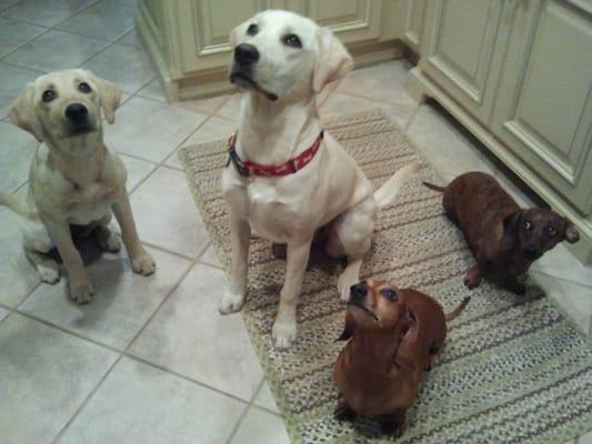 Furriendly Neighbor Pet Care