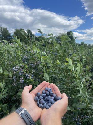 Pelkey's Blueberries