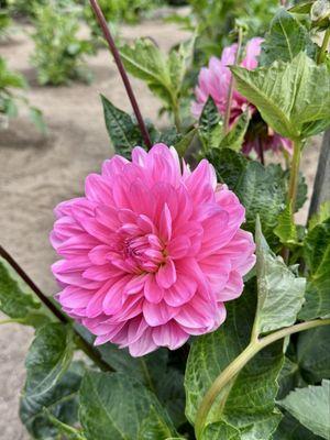 Dahlia Gardens @GGP 7/9/35