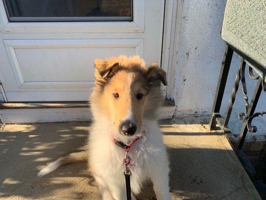 Elkins Park Boarding Kennels