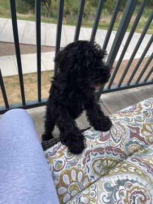 Le Paw Spa Professional Grooming Salon