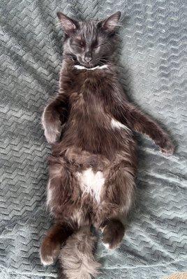 Our sweet kitten, "Davey" (Devasena), lounging