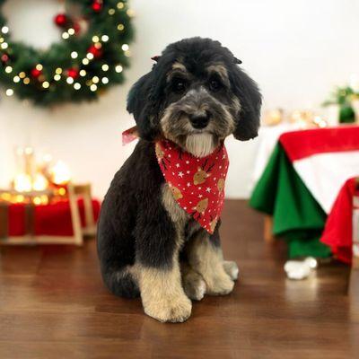 Wag N' Wash Natural Pet Food & Grooming