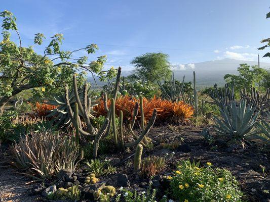 Maka'eo Walking Path