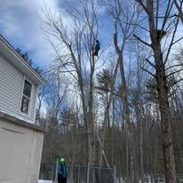 Niz Tree Services