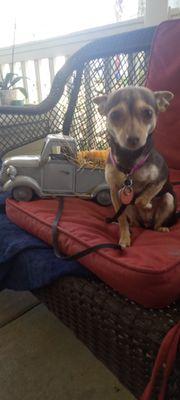 Little Victories Animal Rescue Group Inc