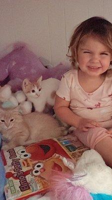 Ollie's Pack Rescue and Transport